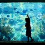 Xcaret Plus TOUR con Transporte - TODO INCLUIDO - Image 18