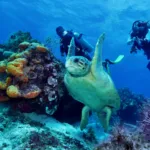 Buceo en Cozumel – Principiante o Certificado Extranjero - Image 7