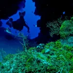 Buceo en Cozumel – Principiante o Certificado Extranjero - Image 9