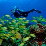 Buceo en Cozumel – Principiante o Certificado Extranjero - Image 5