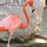 Xcaret Basico TOUR con Transporte 🇲🇽 Mexicanos - Image 11