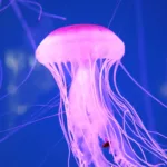 Xcaret Plus TOUR con Transporte - TODO INCLUIDO - Image 54