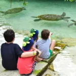 Xcaret Plus TOUR con Transporte - TODO INCLUIDO - Image 32