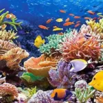 Buceo en Cozumel – Principiante o Certificado Extranjero - Image 6