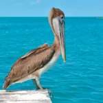 Isla Contoy Economico 🔥+ Isla Mujeres Todo Incluido - Image 6