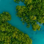 Jungle Tour Cancun Speed Boats - Conduce Tu Lancha Rapida con Snorkel - Image 9