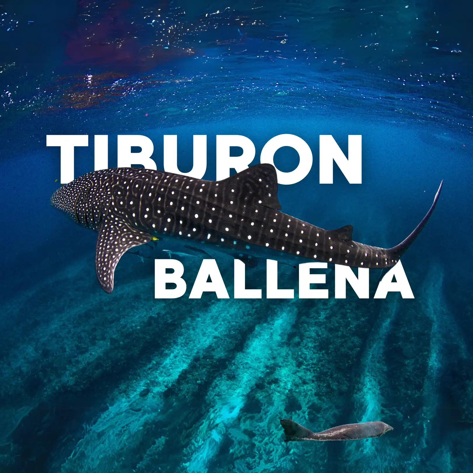 nado-con-tiburon-ballena-tour-desde-cancun-y-holbox-todo-incluido.webp Nado con Tiburon BALLENA - Image 1