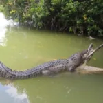 Las COLORADAS y Rio Lagartos Tour de Dia - Image 8