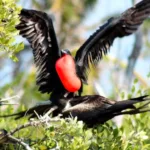 Isla Contoy Economico 🔥+ Isla Mujeres Todo Incluido - Image 3