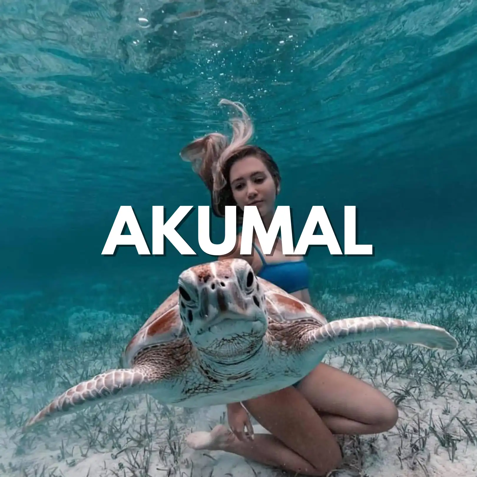 snorkel-en-akumal-todo-incluido-tortugas-riviera-maya.webp Tulum + AKUMAL Nado con TORTUGAS Tour de DIA - Image 1