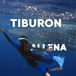 Nado con Tiburon BALLENA - Image 2