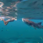 Nado con Tiburon BALLENA - Image 5